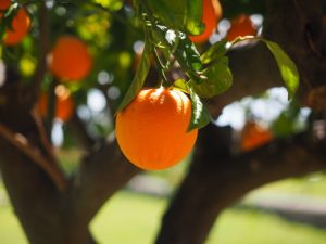 Benefits of oranges