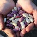 High protein foods list for weight loss - Beans